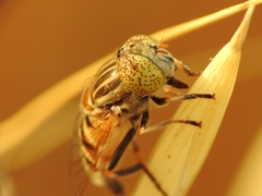 Eristalinus megacephalus