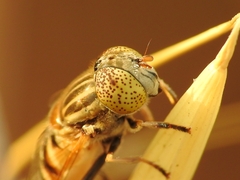 Eristalinus megacephalus