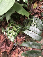 Goeppertia pseudoveitchiana, photograph Jared Shorma, CC BY, iNaturalist via GBIF