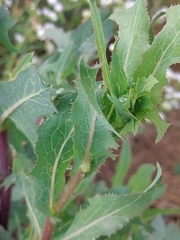 Lactuca serriola