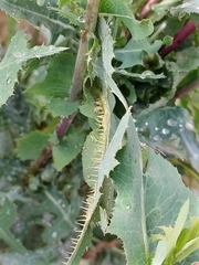 Lactuca serriola