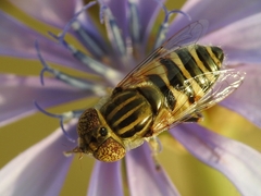 Eristalinus megacephalus