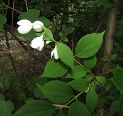 Philadelphus × lemoinei