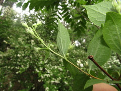 Philadelphus × lemoinei