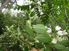 Philadelphus × lemoinei