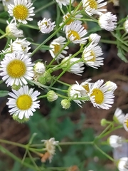 Erigeron annuus