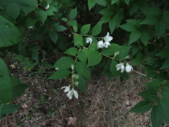 Philadelphus × lemoinei