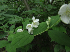 Philadelphus × lemoinei