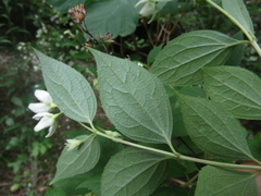 Philadelphus × lemoinei