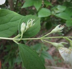 Philadelphus × lemoinei