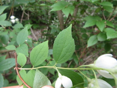 Philadelphus × lemoinei