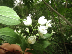 Philadelphus × lemoinei