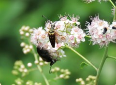 Typocerus