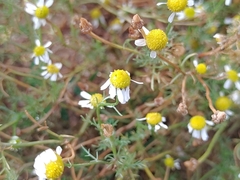 Matricaria chamomilla