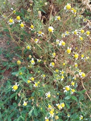 Matricaria chamomilla