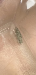 Neofaculta ericetella