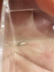 Neofaculta ericetella