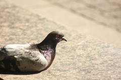 Columba livia domestica