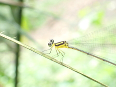Coeliccia membranipes