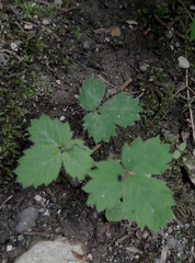 Actaea spicata