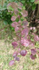 Erysiphe berberidis