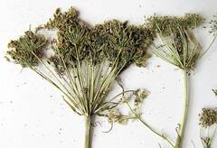 Peucedanum coreanum