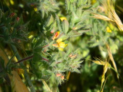Lotus angustissimus