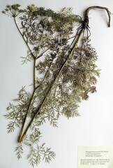 Peucedanum coreanum