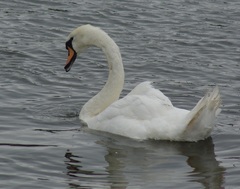 Cygnus olor