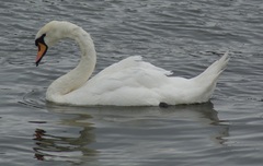Cygnus olor
