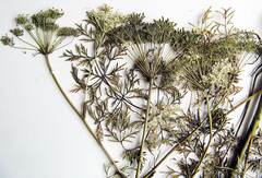 Peucedanum coreanum