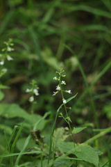 Circaea lutetiana