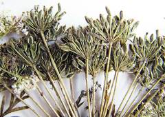 Peucedanum coreanum