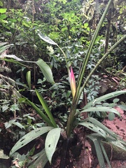 Heliconia aemygdiana