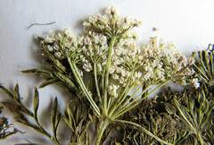 Peucedanum coreanum