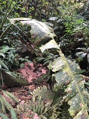 Heliconia aemygdiana