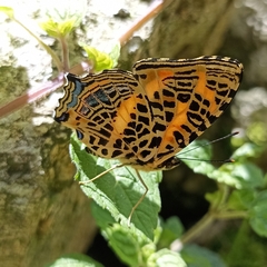 Symbrenthia niphanda