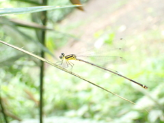 Coeliccia membranipes