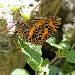 Symbrenthia niphanda