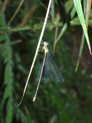 Coeliccia membranipes