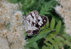 Melanargia epimede