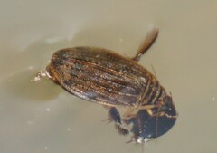 Acilius sulcatus