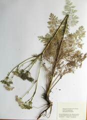 Peucedanum coreanum