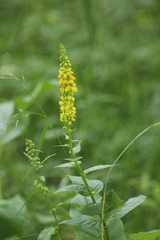 Verbascum nigrum