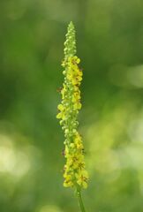 Verbascum nigrum