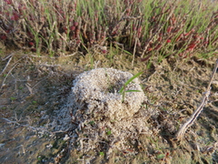 Microhodotermes viator