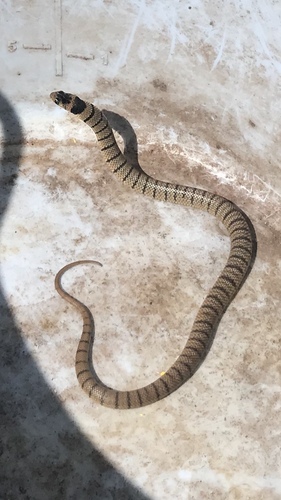 Eastern Brown Snake sighting