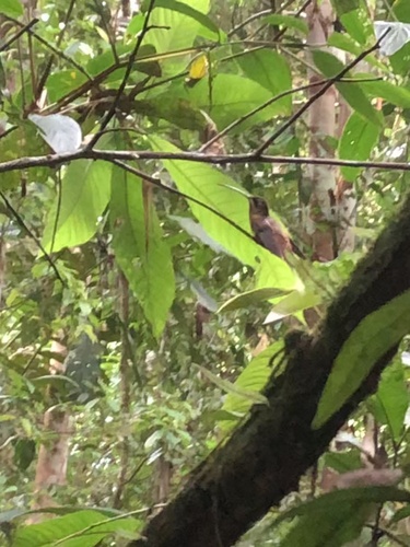 Koepcke's Hermit (Phaethornis koepckeae), photo 4