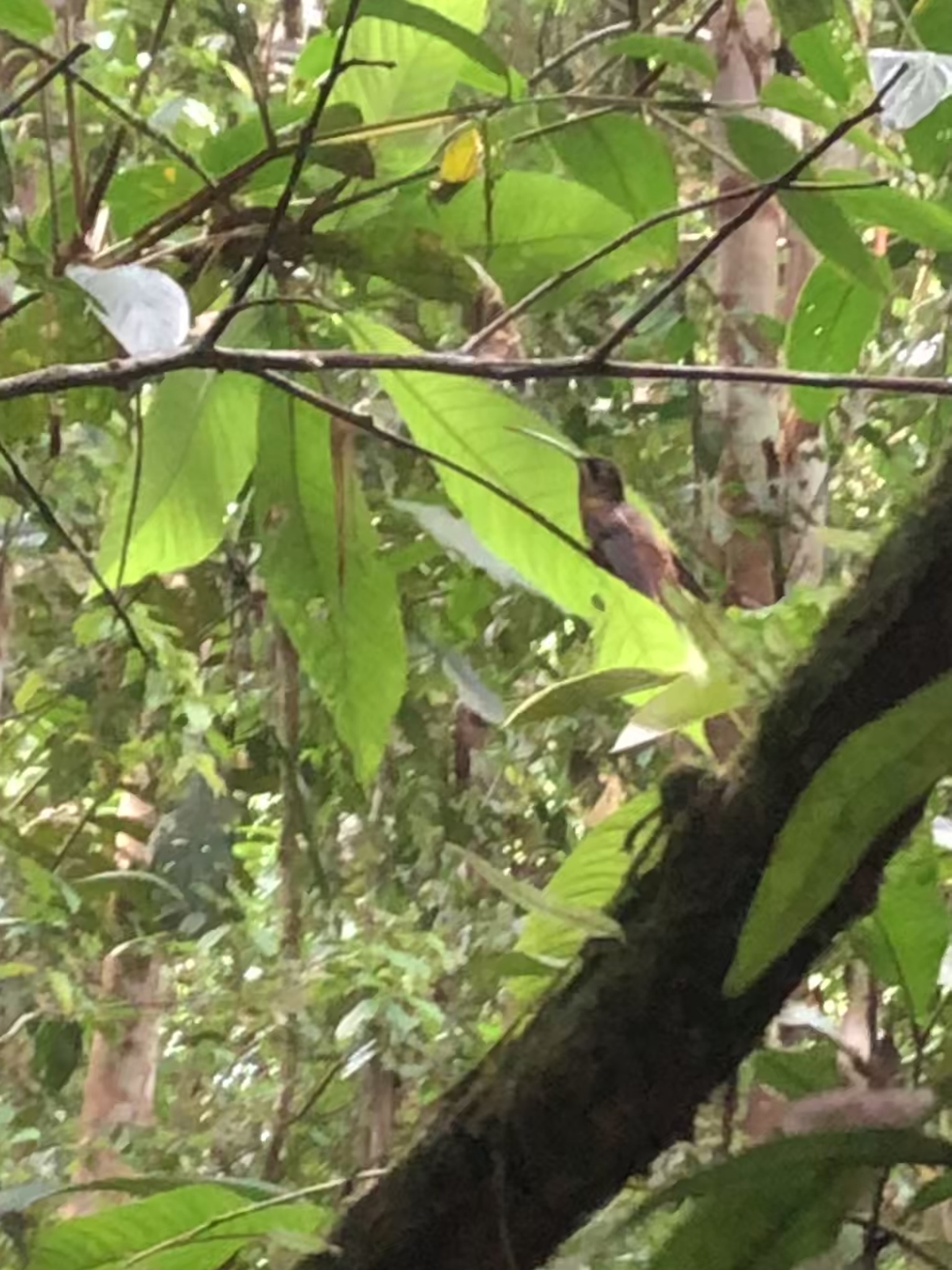 Koepcke's Hermit (Phaethornis koepckeae), photo 6
