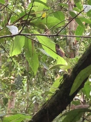 Phaethornis koepckeae